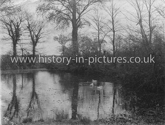 The Pond Opposite The Rectory, Cranham, Essex. c.1905